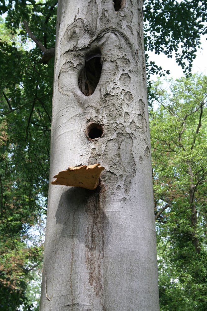Habitatbaum: Buchenstamm mit Spechth&ouml;hlen und Baumpilz
