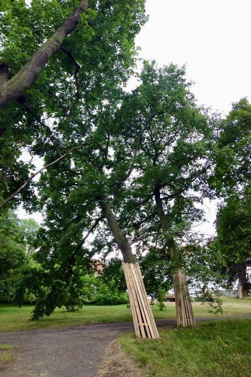 Zwei Eichen mit Bohlenmantel entlang eines Parkweges w&auml;hrend der Bauzeit