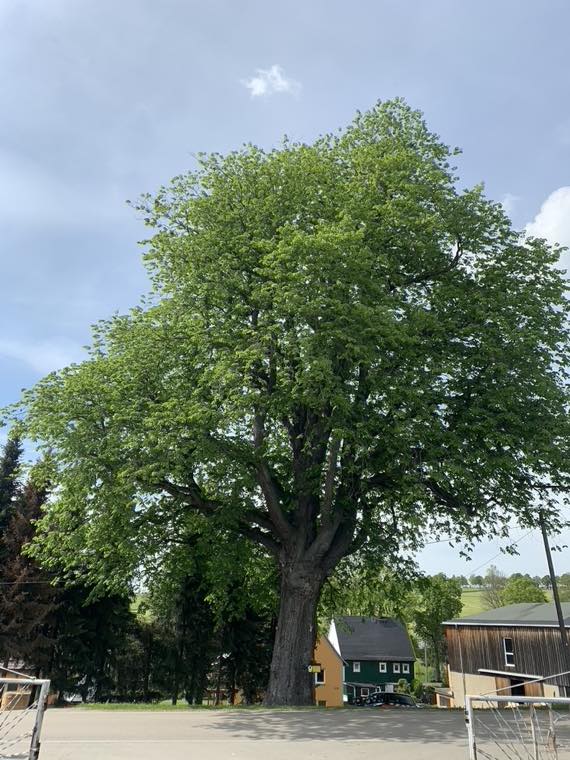 Alte Ulme mit voller Krone im Ortsbereich