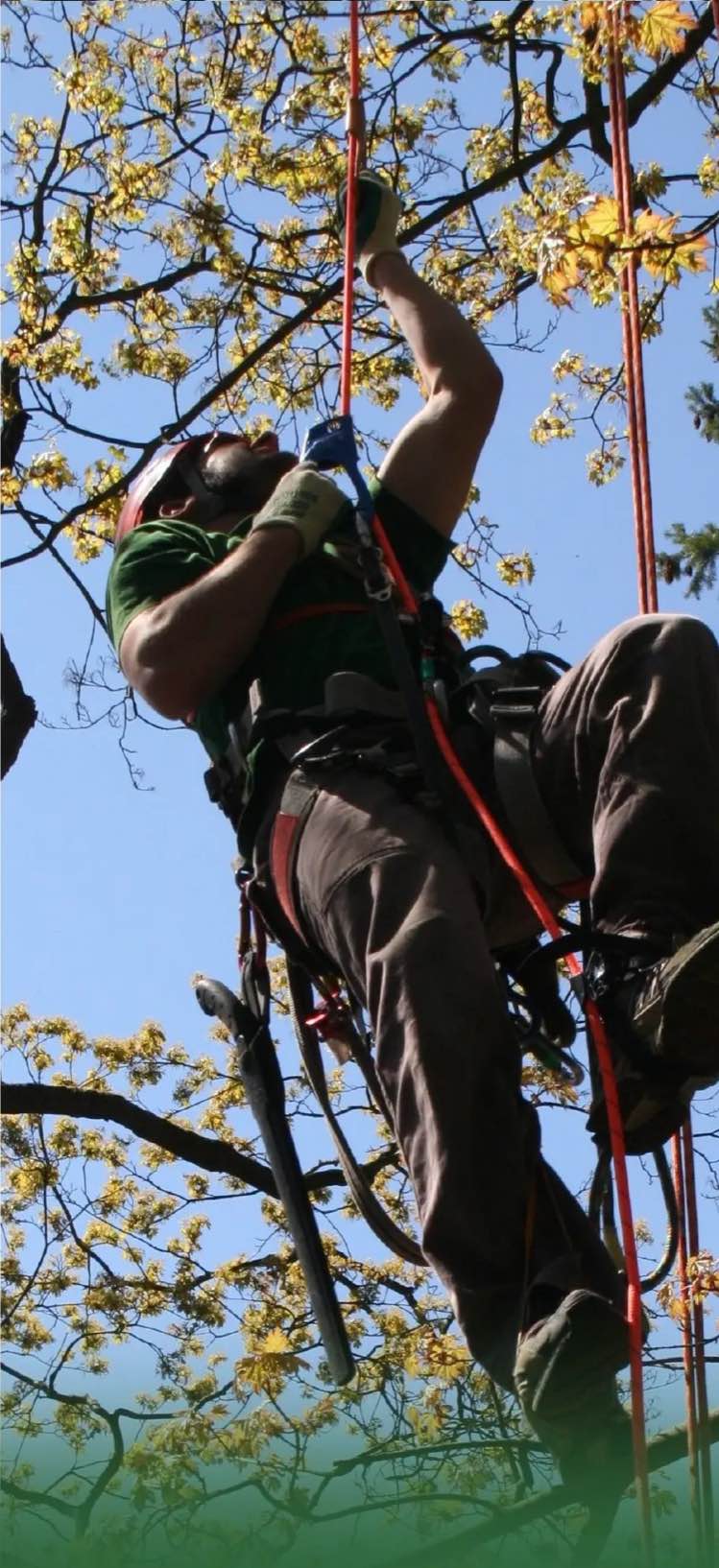 Baumpfleger im Seil in bl&uuml;hender Krone
