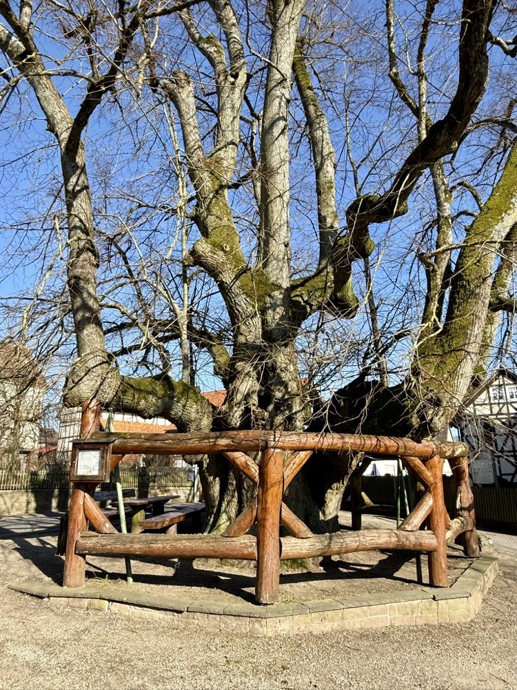 Uralter Baum mit h&ouml;lzerner St&uuml;tz- und Schutzkonstruktion
