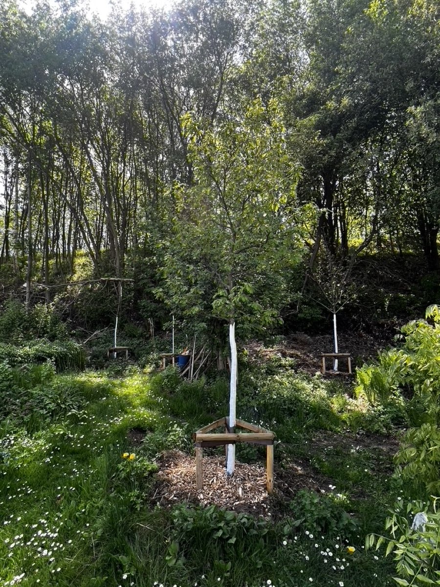Jungbaum mit Stammschutz, Dreibock-Verankerung und Rindenmulch auf einer Waldlichtung