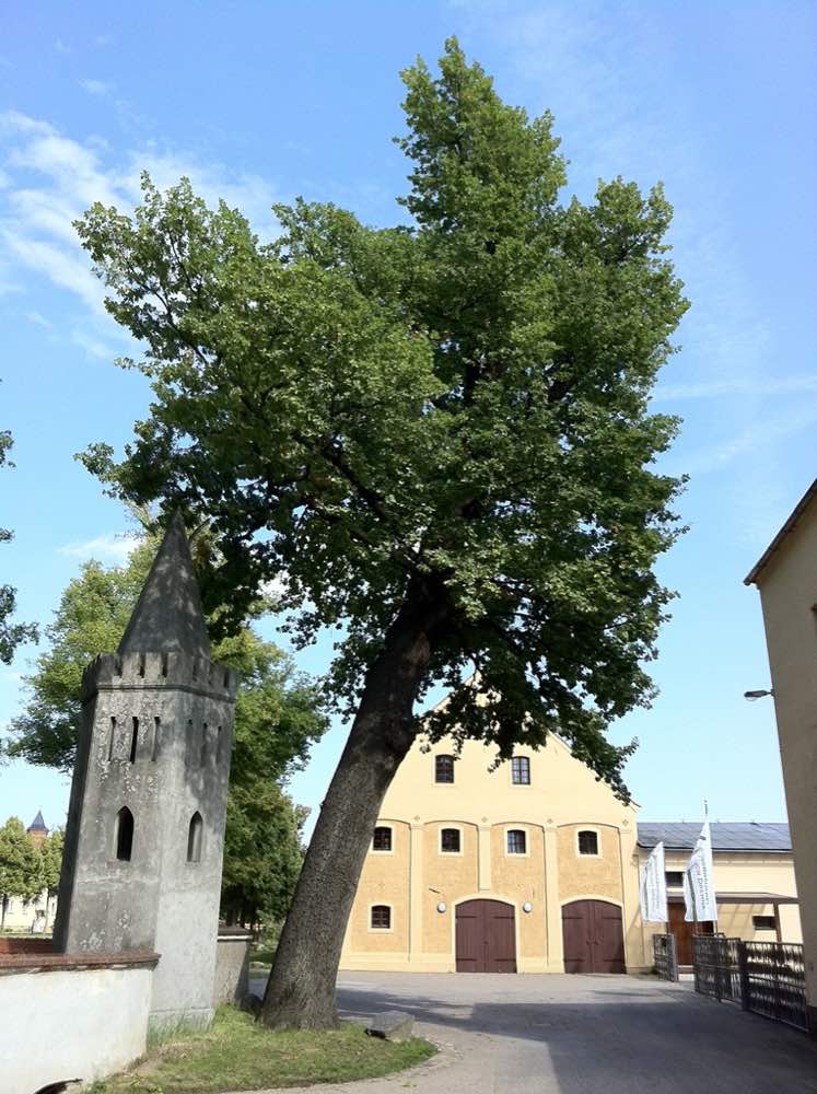 Alte Linde vor der Schlossbrauerei Fürstlich Drehna