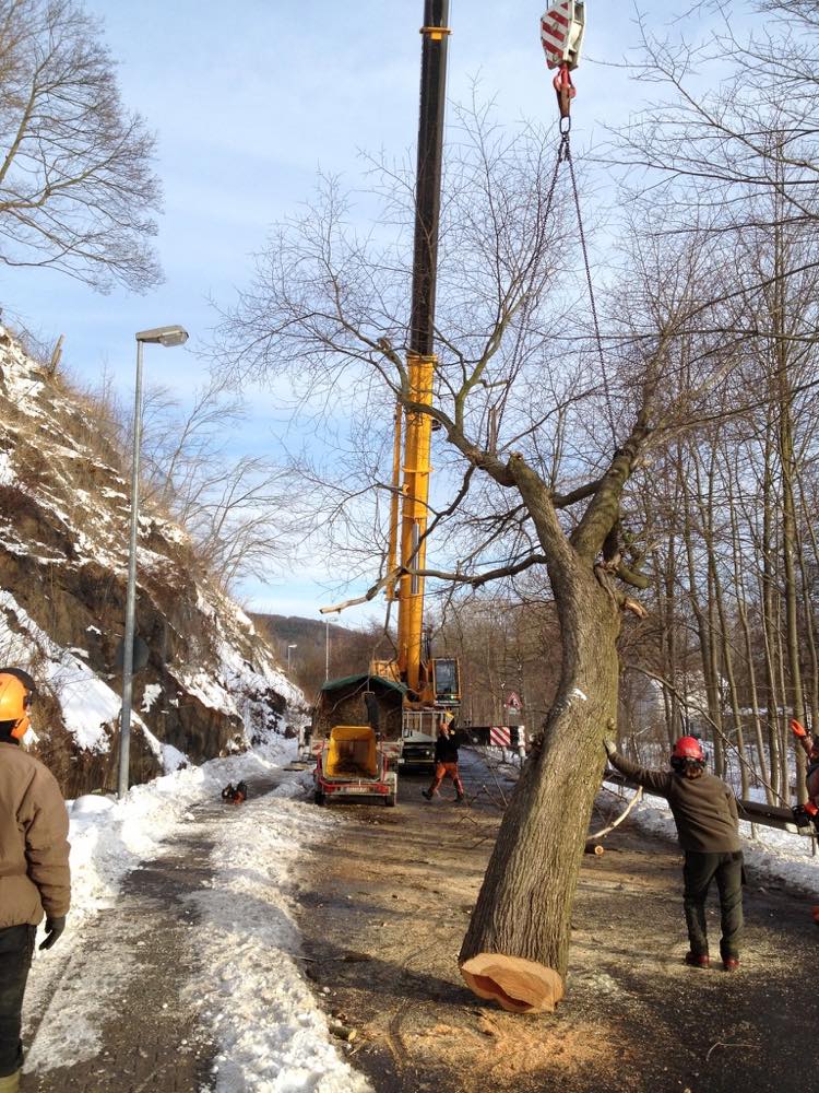 Mobilkran hebt einen ganzen Baum vom verschneiten Steilhang über die gesperrte Straße