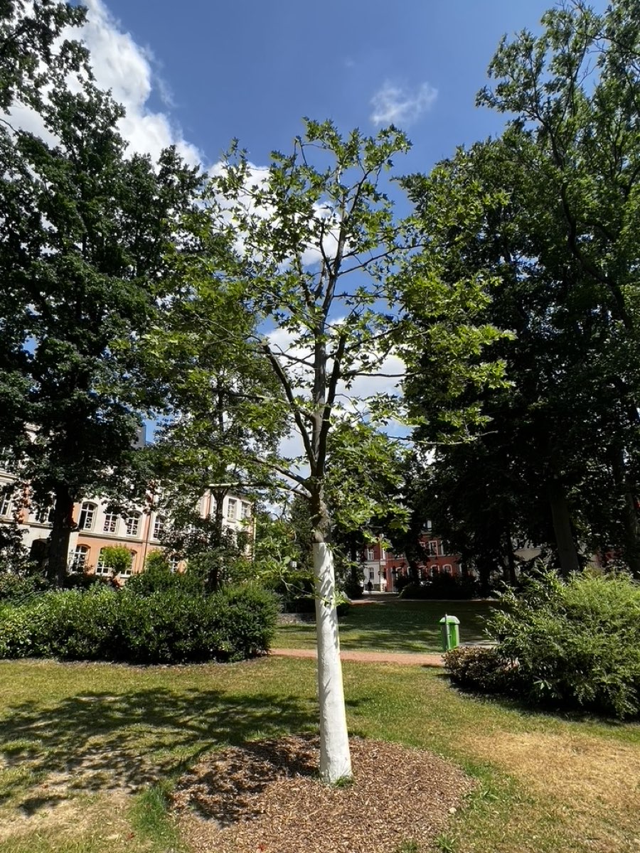 Verpflanzter Baum im Sommer, angewachsen, mit Stammschutz und Mulchscheibe